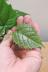 カンガルーアイビー　ツル状に成長するかわいい観葉植物です! 