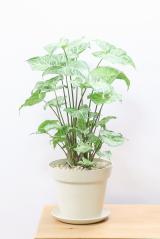 シンゴニウム バティック　軽量で扱いやすいプラスチック鉢。育てやすい観葉植物です!