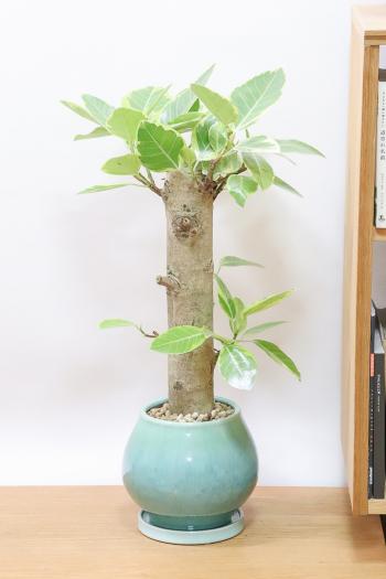 アルテシマ　葉色がとても美しく、丈夫で育てやすい!インテリアにおすすめの観葉植物!