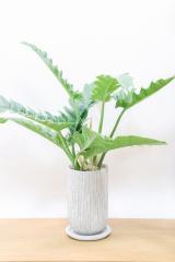 フィロデンドロン ナロー　葉のフォルムが個性で育てやすく丈夫な観葉植物です!