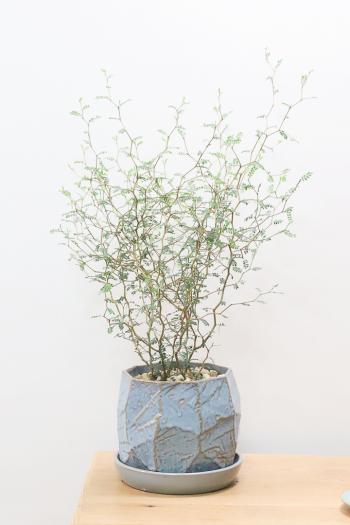 ソフォラ プロストラータ　ミニミニのかわいい葉っぱがかわいい!育てやすい観葉植物!
