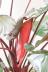 ホマロメナ ルベスケンス フレイミングレッド　シックな葉色がとても美しい観葉植物です! 