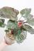 ホマロメナ ルベスケンス フレイミングレッド　シックな葉色がとても美しい観葉植物です! 
