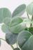 ペペロミア ホバリア　かわいいミニミニサイズ。育てやすい多肉植物です!! ペペロミアの葉の特徴な何といってもこのプニプニの葉っぱ!ずっと触っていただくなるようなかわいい葉なのです♪