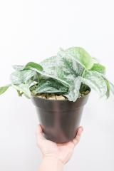 スキンダプサス トレビー　軽量なプラスチック鉢!!葉の模様が個性的で美しい観葉植物です!