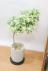 シェフレラ ジェニーネ　幹のスタイルがとてもカッコイイ人気の観葉植物です!! 上から見るとボリューム満点!!新芽もドンドン出てきますので、成長も楽しめます!!