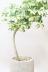 シェフレラ ジェニーネ　幹のスタイルがとてもカッコイイ人気の観葉植物です!! 生産者さんが長い年月をかけて仕立てた幹です。