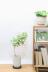 シェフレラ ジェニーネ　幹のスタイルがとてもカッコイイ人気の観葉植物です!! 