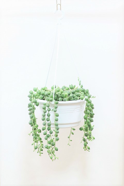 グリーンネックレス　お手軽な吊り鉢タイプ!多肉質の葉がとってもかわいい観葉植物!