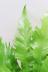 アスプレニウム  ビーナス　葉先が美しい!日陰に強く育てやすい観葉植物です! 