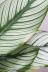 カラテア ホワイトスター　カラフルな葉色がとても美しい観葉植物です! カラテアの葉は柔らかく繊細なため、画像のような傷がある場合があります。ここから枯れてきたりすることはなくあくまで見た目の問題ですが、ご了承のうえ、ご購入ください。