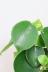 ペペロミア  ジェイド　葉がプニプニしていてかわいい。育てやすくて人気の観葉植物です!! ペペロミアの葉の特徴な何といってもこのプニプニの葉っぱ!ずっと触っていただくなるようなかわいい葉なのです♪