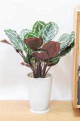 カラテア メダリオン　軽量なプラスチック鉢。カラフルな葉色がとても美しい観葉植物です!