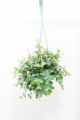 ペペロミア アングラータ　軽量で扱いやすいプラスチック製の吊り鉢タイプ!多肉質な葉がとてもかわいい♪