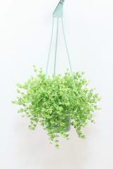 ペペロミア デピーナ　軽量で扱いやすいプラスチック製の吊り鉢タイプ!多肉質な葉がとてもかわいい♪