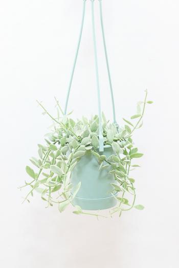 ディスキディア エメラルド　軽量で扱いやすいプラスチック製の吊り鉢タイプ!多肉質な葉がとてもかわいい