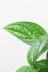 モンステラ ジェイドシャトルコック　葉の模様がとても個性的な観葉植物です!