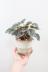ペペロミア カペラータ　かわいいミニサイズなので、いろんなところに飾れる観葉植物 