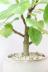 アルテシマ　葉色がとても美しく、丈夫で育てやすい!インテリアにおすすめの観葉植物! 生産者さんが長い時間をかけて仕立てたカッコいい形の幹です!!スタイリッシュな植物をお探しの方にはおすすめ♪