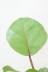 シーグレープ　まん丸の葉っぱがとてもかわいい人気の観葉植物です!