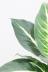 デヘンバキア グリーンマジック　個性的なデザインの葉の模様がステキな観葉植物 