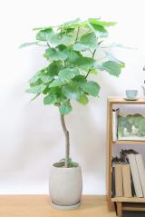 ※ウンベラータ　ハート形の葉が美しく、インテリアに人気の観葉植物!!