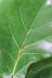 カシワバゴム　個性的な幹のカーブが美しい人気の観葉植物です! カシワバゴムは性質上、画像のようにやや斑点が出ます。
これは病気などではなく、生長と共に薄くなって目立たなくなります。

ご了承のうえご購入くださいますよう、よろしくお願いいたします。