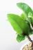 カシワバゴム　個性的な幹のカーブが美しい人気の観葉植物です! 
