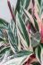 ストロマンテ トリオスター　色鮮やかな葉色が特徴的な観葉植物です! 