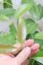 アマゾンオリーブ　とても丈夫で育てやすい!存在感のある樹形の観葉植物です! 