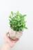 ペペロミア ラグラス　かわいいミニミニサイズ。育てやすい多肉植物です!! 