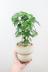 ペペロミア  ジェイド　葉がプニプニしていてかわいい。育てやすくて人気の観葉植物です!! 