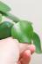 ペペロミア  ジェイド　葉がプニプニしていてかわいい。育てやすくて人気の観葉植物です!! 