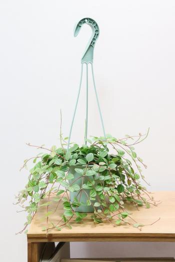 ペペロミア アングラータ　軽量で扱いやすいプラスチック製の吊り鉢タイプ!多肉質な葉がとてもかわいい♪