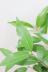 アマゾンオリーブ　とても丈夫で育てやすい!存在感のある樹形の観葉植物です! パキラの葉の質感は硬めでしっかりとしています♪新芽はとても柔らかいのでその違いが楽しめる観葉植物です。
