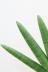 サンスベリア ボンセレンシス　極上のフォルム!あまり出回らない希少種なので、この機会に! サンスベリアの葉は肉質で中に水分を蓄えています。水やりもほとんどいらず、手間のかからない観葉植物です。