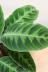 カラテア ワルゼヴィッチー　葉の表面がベルベット調の美しい品種です! 葉の質感は比較的しっかりとしています。表面の質感はしっとりとしていてとても上品な印象です。