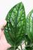 モンステラ ジェイドシャトルコック　葉の模様がとても個性的な観葉植物です! 