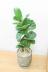 カシワバゴム　個性的な幹のカーブが美しい人気の観葉植物です!