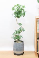 シェフレラ レナータ　存在感のある大きさ。とにかく丈夫で育てやすい観葉植物!!
