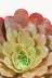 センポニウム シエナ 真っ赤な葉が特徴的な美しい多肉植物です! 多肉質でプニプニしている個性的な葉です。