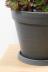 センポニウム シエナ 真っ赤な葉が特徴的な美しい多肉植物です! マッドな質感の樹脂製のPOT。もちろん受け皿付きです!!

軽量でとても扱いやすいのですが、普通のプラスチックPOTよりも趣があります。

植物に生育に最適な配合の当店オリジナルの土で植えています。鉢の底には穴が開いていますので、陶器鉢内の通気が良く、植物にとって快適な環境が保てます。表面にはナチュラルなアイボリーの化粧石を敷いていますのでインテリア性もバツグンです!!