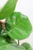 シーグレープ　まん丸の葉っぱがとてもかわいい人気の観葉植物です! 葉の質感は肉厚で硬くとても丈夫な印象です!新芽はとても小さく成長するごとに大きくなっていくので成長が楽しめる観葉植物です!
