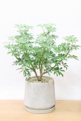 シェフレラ コンパクター　存在感のある大きさ。とにかく丈夫で育てやすい観葉植物!!
