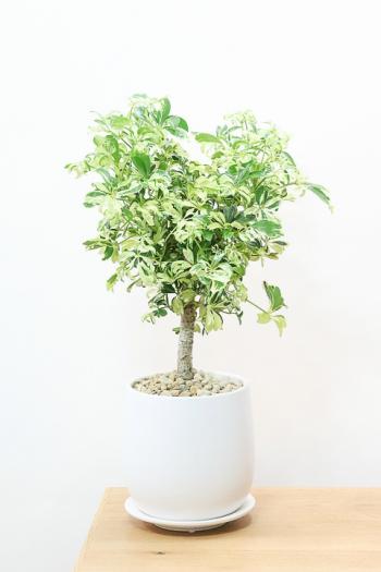 シェフレラ ジェニーネ　しっかりとした幹がとてもカッコイイ人気の観葉植物です!!