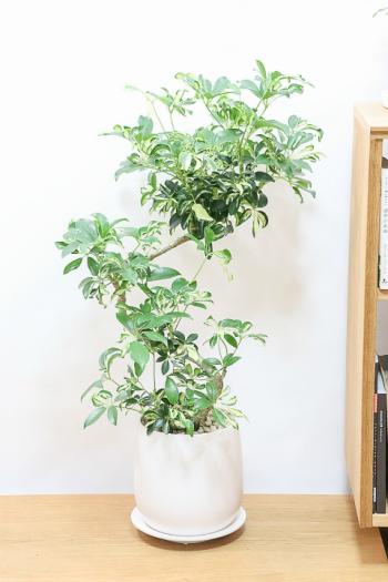 シェフレラ グランディ　存在感のある大きさの観葉植物です!
