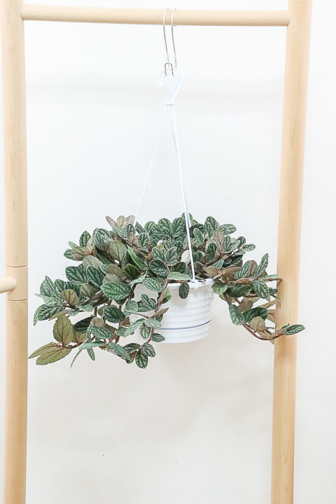 ペリオニア　飾りやすい吊り鉢タイプ!多肉質な葉がとてもかわいい♪