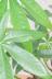 インディアンアーモンド　個性的な幹がステキでスタイリッシュな観葉植物!