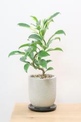 ファグラエア バリエガタ　かなりレアな斑入り種です!日陰に強く育てやすい人気の観葉植物です!