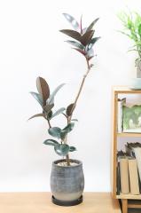 フィカス・バーガンディ　存在感のあるサイズ!!シックな葉色がとても美しい観葉植物!!